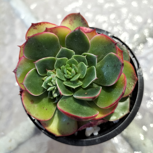 Echeveria 'Yin Lisa'