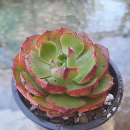 Echeveria 'Yin Lisa'
