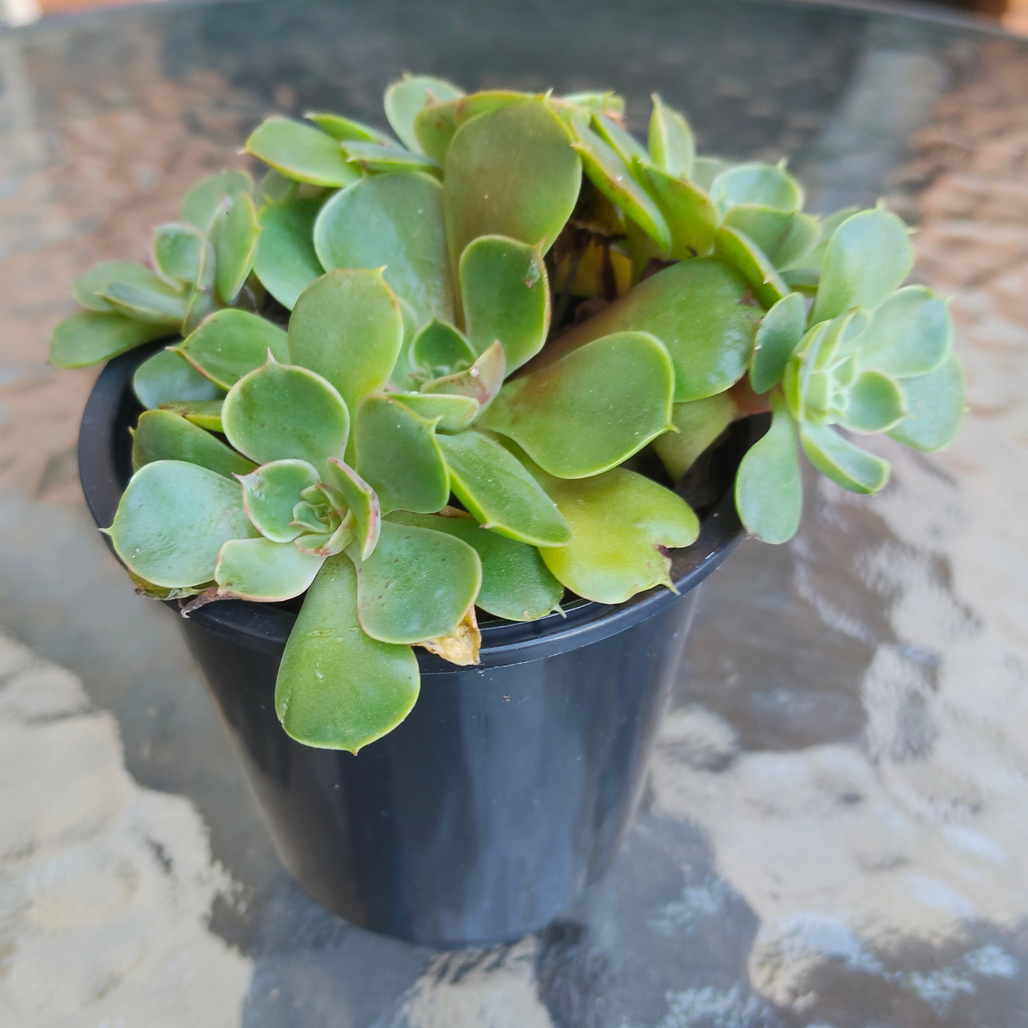 Echeveria 'Yin Lisa'