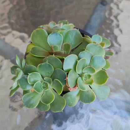 Echeveria 'Yin Lisa'