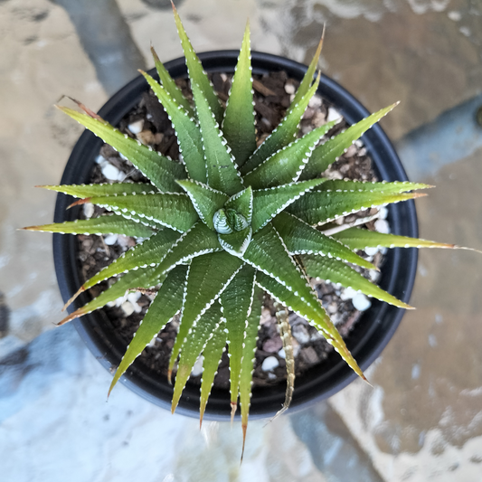 Haworthia attenuata 'Zebra'